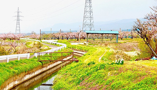 春の花が咲く「里山と水路を巡るサイクリングコース」