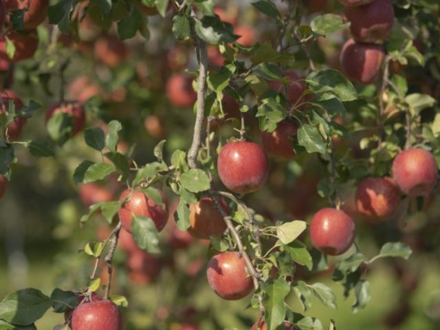 季節折々の果物やお花を見ながら絶景サイクリング