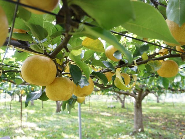 生産農家ならではの苦労や果物に対する想い