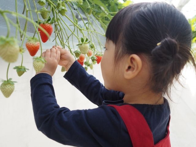 子どもから大人まで楽しめるいちご狩り