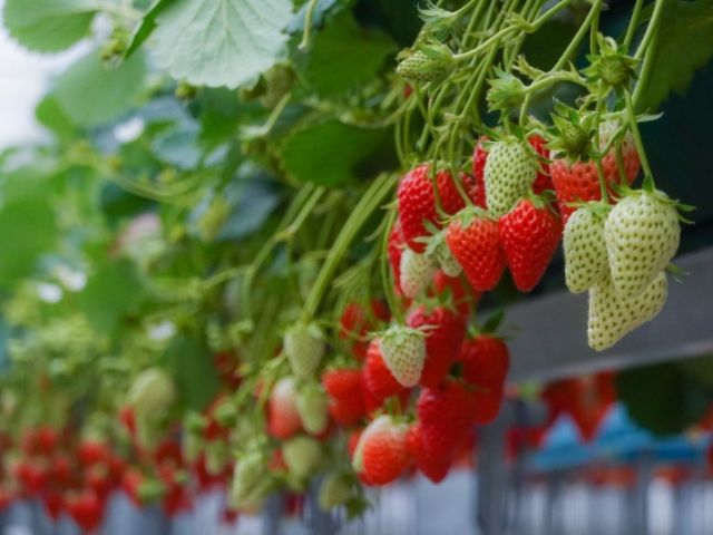 四季の里いちご園　いちご狩り　いちご圃場