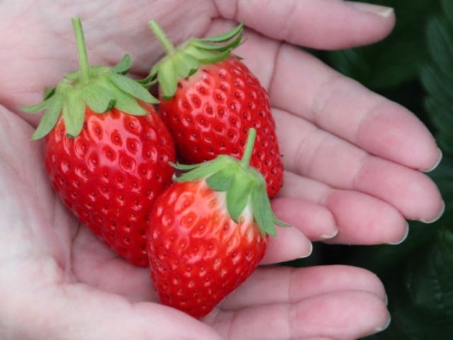 四季の里いちご園　いちご狩り　収穫したいちご